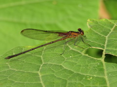 Hetaerina cruentata