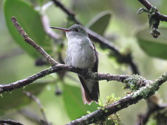 Elliotomyia viridicauda