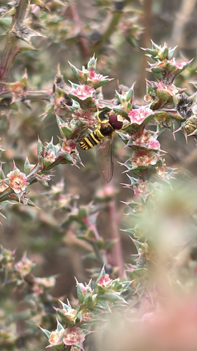 Unknown species found near New Mexico, US