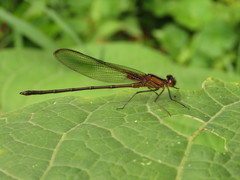 Hetaerina cruentata