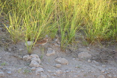 Calendulauda africanoides