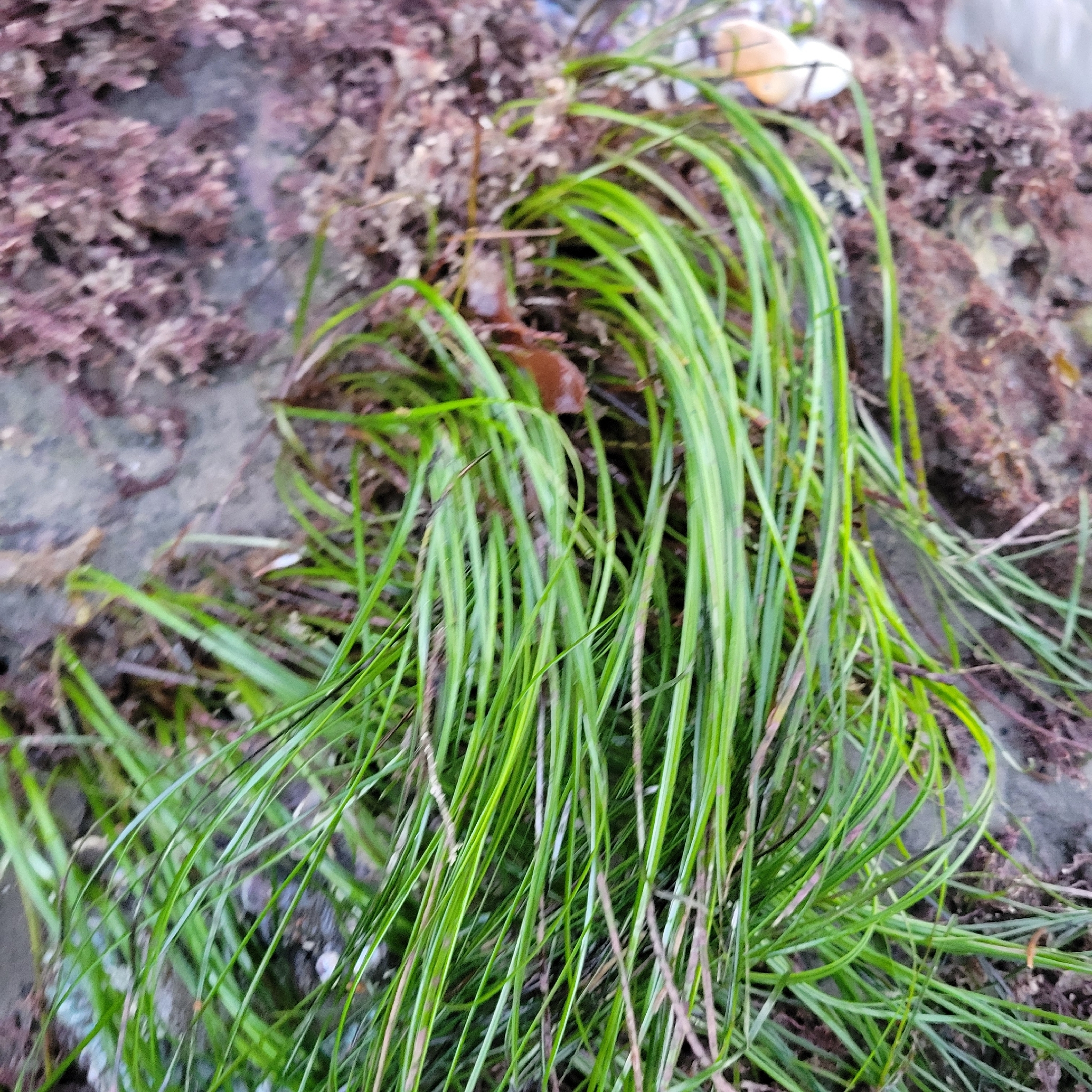 Torrey's Surfgrass (Phyllospadix torreyi)