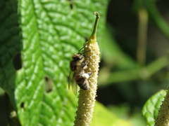 Apis mellifera