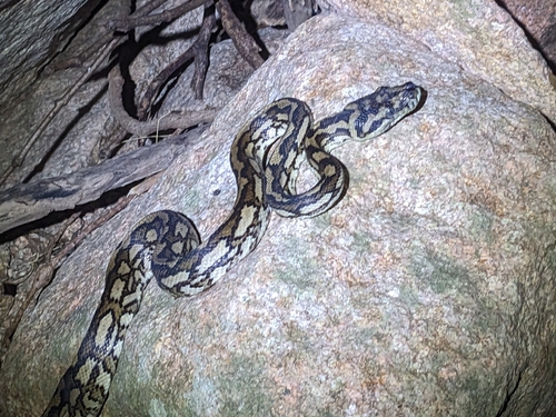 Coastal Carpet Python sighting