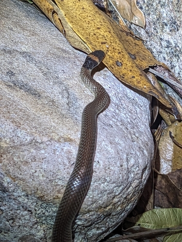 Red-naped Snake sighting