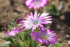 Cleretum hestermalense