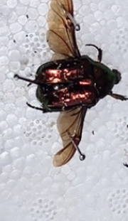 Oriental Flower Beetle