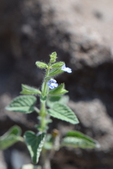 Salvia podadena