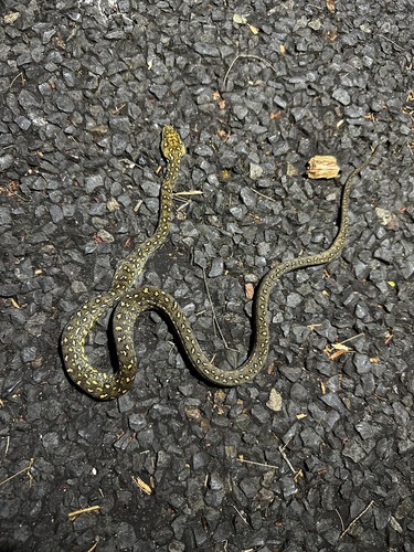 Diamond Python sighting