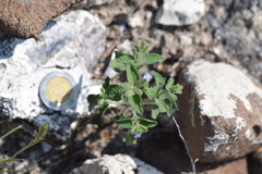 Salvia podadena