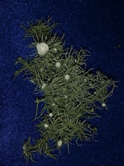 Usnea cirrosa