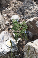 Salvia podadena