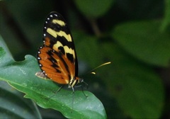 Mechanitis polymnia lycidice