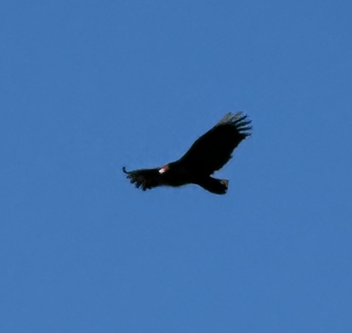 Vulture