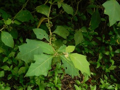 Solanum jamaicense