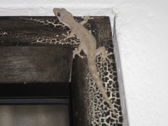 Phyllodactylus reissii