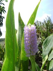 Pontederia sagittata