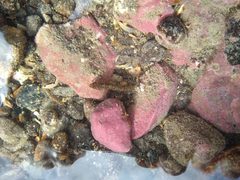 Ruanoho decemdigitatus