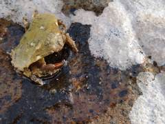 Eurynolambrus australis