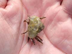 Eurynolambrus australis