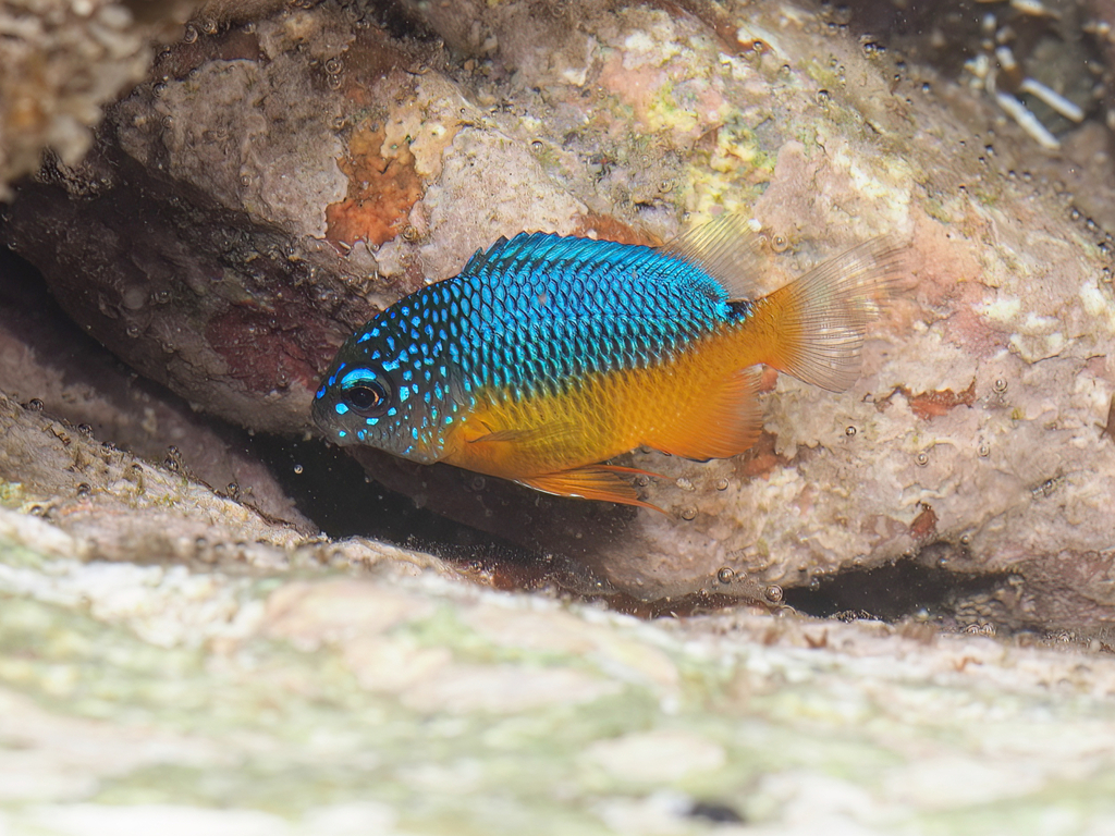 Bumphead Damselfish