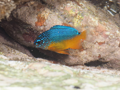 Bumphead Damselfish photo 1
