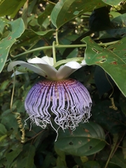Passiflora nitida