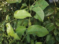 Passiflora nitida