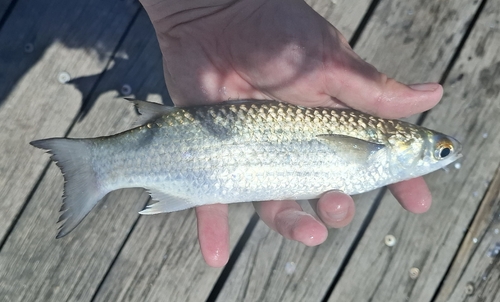 Greenback mullet (Chelon subviridis) — Mugilidae — 2