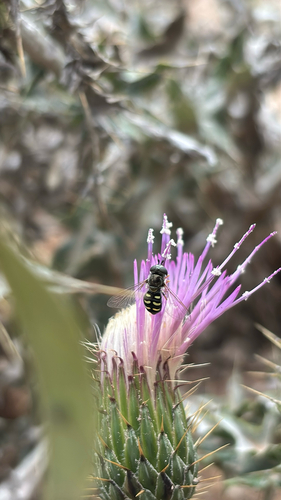 Unknown species found near New Mexico, US