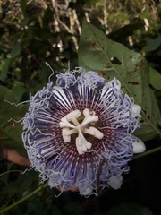 Passiflora nitida