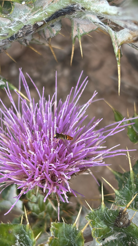Unknown species found near New Mexico, US