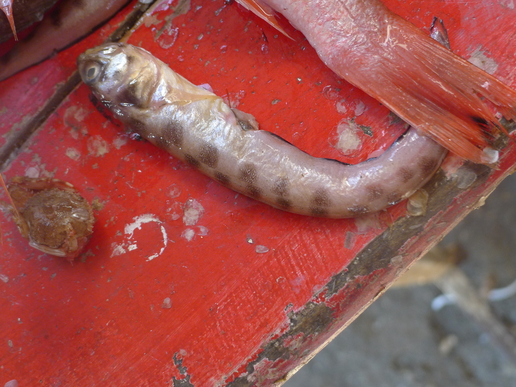 Mimic Cusk-Eel