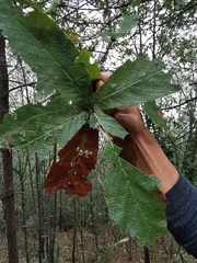 Quercus rysophylla