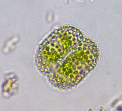 Cosmarium ornatum