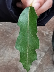 Quercus canbyi