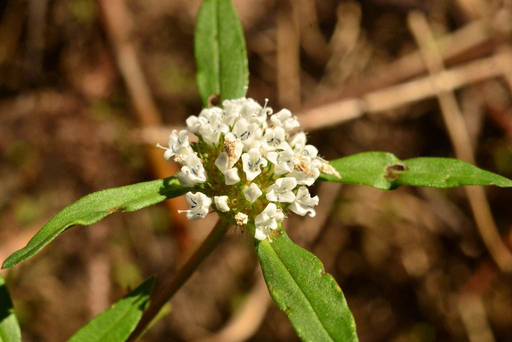 Spermacoce scabiosoides