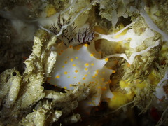 Halgerda brycei