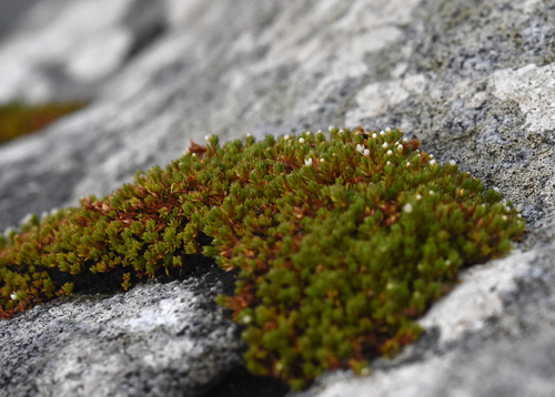Crassula moschata observed 2025-11-16