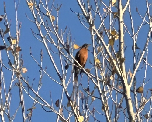 American Robin