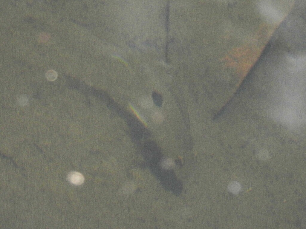 Butterfly Cichlid