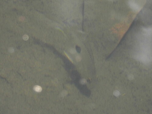 Butterfly Cichlid