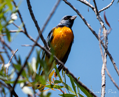 Rauenia bonariensis