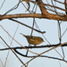 Ruby-crowned Kinglet from Southwest Philadelphia, Philadelphia, PA, USA on December 01, 2025 at 04:00 PM by Celeste