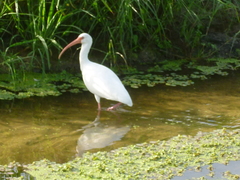 Eudocimus albus image