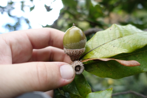 Andean oak (Quercus humboldtii)