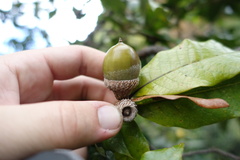 Quercus humboldtii, photograph (c) Eric Schmidt, some rights reserved (CC BY)