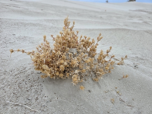 Welsh's bugseed (Corispermum welshii)