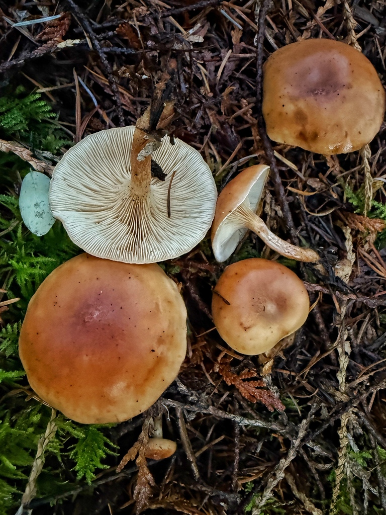 Paralepista flaccida · December 2025 · photo: © michaelmckniff (iNaturalist, cc-by)