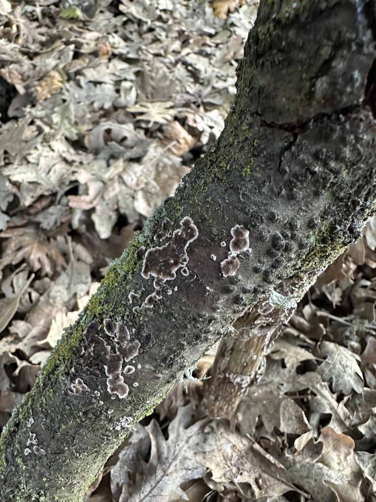 Peniophora albobadia · December 2025 · photo: © irinamitine (iNaturalist, cc-by)